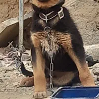 توله نر قدرجونی و سرابی