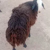 قوچ  تازه دودندان شده
