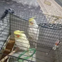 یک جفت عروس نر وماده