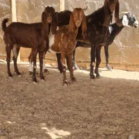 4تا ماده و یک نر چیریکی افغانی اصل