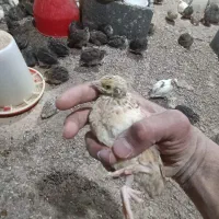 بلدرچین بالغ و جوجه بلدرچین|حیوانات مزرعه|مشهد, کلاکوب|دیوار