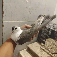 مجسمه کبوتر