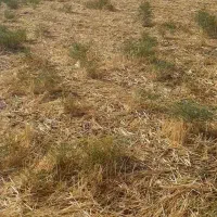آبیاری کشاورزی