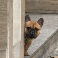 فرنچ بولداگ اصیل