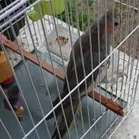 عروس هلندی|پرنده|لوندویل, |دیوار