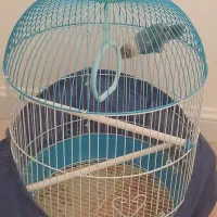 جوجه طوطی برزیلی ۱.۵ ماهه