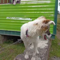 واگذاری سگ ژرمن میکس محلی رایگان|سگ|ماسال, |دیوار