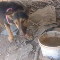 سگ ماده ژرمن