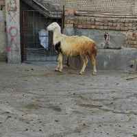 بره‌نر