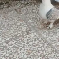 دوتا نر