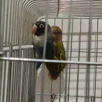 طوطی برزیلی|پرنده|کهریزک, |دیوار