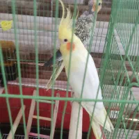 یک جفت عروس هلندی