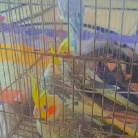 پرنده،عروس هلندی