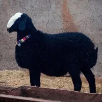 گوسفند زنده جهت تمامی مراسمات.با قصاب گوسفند خونی