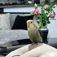 کوتوله برزیلی نر بازیگوش