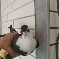 مخمل سیاه جوان (ماده) (کازرون)|پرنده|شیراز, ستارخان|دیوار
