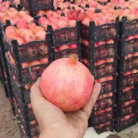 نهال انار گلدانی