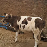 گوساله ماده