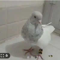 تخم  و جوجه کبوتر الماسی