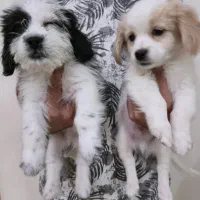 توله اشپیتز و شیتزو کراس|سگ|شیراز, شهرک گلستان|دیوار