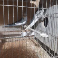 ۵جفت عروس هلندی وایت فیس مولد