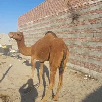 خاش|حیوانات مزرعه|خاش, |دیوار
