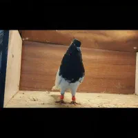 کله سیاه عتیقه|پرنده|مشهد, ابوذر|دیوار