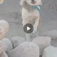 واگذاری سگ گله ای دهن پاک چوله ای