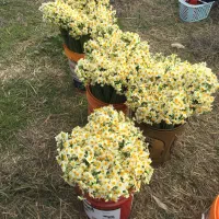 گل نرگس|گل و گیاه طبیعی|آزادشهر, |دیوار