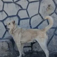 سرابی نگهبان درشت سنگین وزن