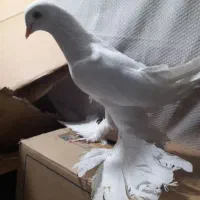 کفتر  سفید پرپا زینتی ‌