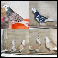 کفتر کبوتر شازده زرد اصیل تهران دماغ برداشته۲۰طوق|پرنده|تهران, دولاب|دیوار