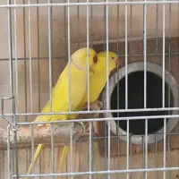 طوطی ملنگو رنگی راهب گرنچیک کاسکو شاه طوطی