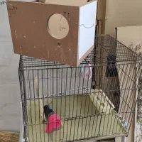 قفس پرنده به همراه لانه