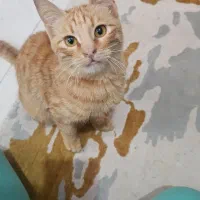 واگذاری رایگان گربه DSH