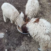 یک جفت گوسفند ماده