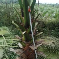 یاس گلدانی و پالم|خدمات باغبانی و درختکاری|رودسر, |دیوار