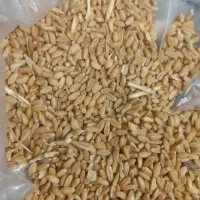 گندم بذری و دامی