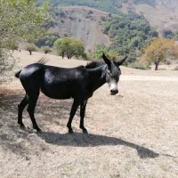 حیوان اهلی|حیوانات مزرعه|مرزنآباد, |دیوار