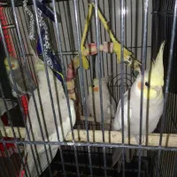 قفس پرنده طوطی هندی قناری عروس هلندی نر ماده|پرنده|قرچک, شهرک گلها|دیوار