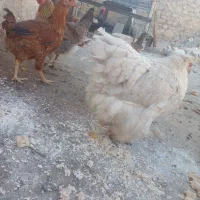 مرغ نژادی|حیوانات مزرعه|بهبهان, |دیوار