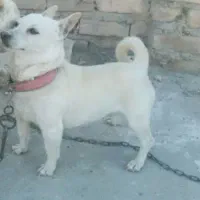 توله پاگوتاه|سگ|زابل, |دیوار