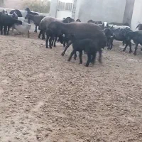 میش وبره افشاری|حیوانات مزرعه|رزن, |دیوار