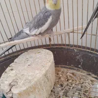 سه تا طوطی عروس هلندی یدونه مرغ عشق