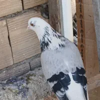 کبوتر غریبگیری|پرنده|کرج, حصارک بالا|دیوار