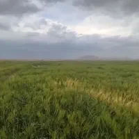 کشاورز شریک بزگر