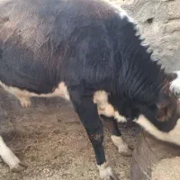 گوساله سیمنتال