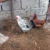 معاوضه با مرغ گلین