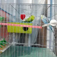 مرغ عشق|پرنده|ایرانشهر, |دیوار