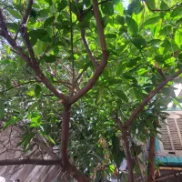 طبقه همکف واول از خانه ای دوطبقه|اجارهٔ خانه و ویلا|تهران, مینای شمالی (مخبر)|دیوار